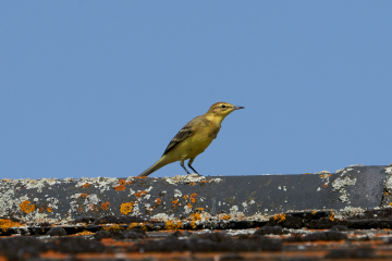 Wildlife sightings for 6th July 2022